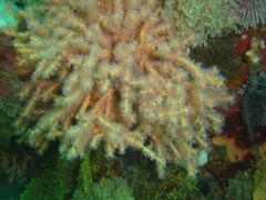 Melithaea rubra