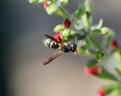 Parancistrocerus fulvipes