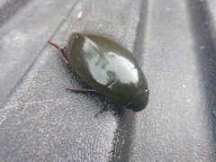 Hydrophilus insularis