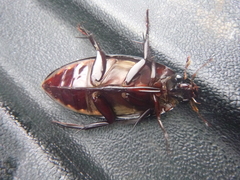 Hydrophilus insularis