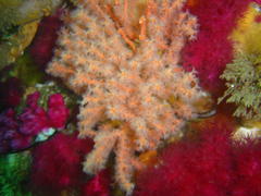 Melithaea rubra