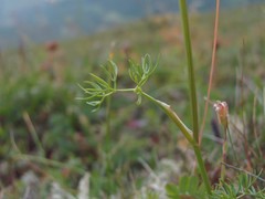 Lomatocarum alpinum
