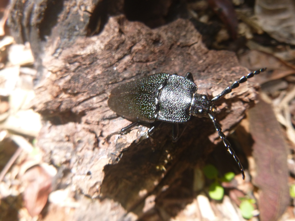 Holonotus laevithorax