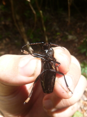 Holonotus laevithorax