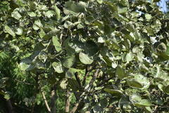 Butea monosperma
