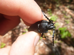 Holonotus laevithorax