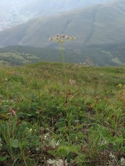 Lomatocarum alpinum