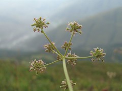 Lomatocarum alpinum