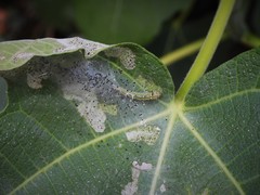 Choreutis nemorana