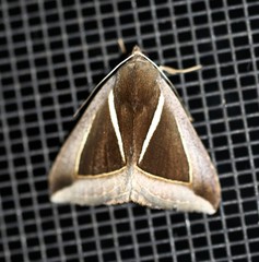 Chalciope alcyona
