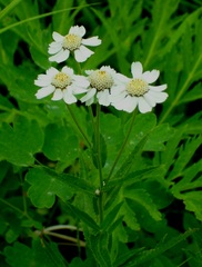 Achillea ptarmica macrocephala
