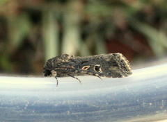 Spodoptera exempta