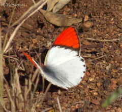 Colotis annae annae