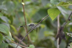 Orthetrum sabina