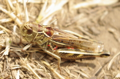Arcyptera microptera