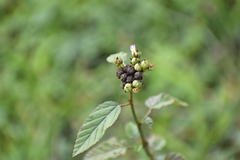 Angiospermae