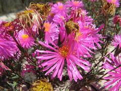 Lampranthus immelmaniae
