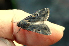 Spodoptera exempta
