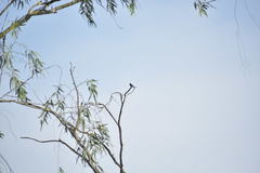 Aves