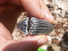 Chalcolepidius rugatus