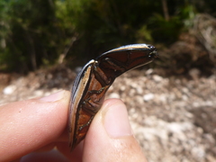 Chalcolepidius rugatus