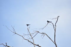 Aves