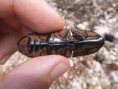 Chalcolepidius rugatus