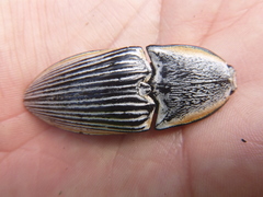 Chalcolepidius rugatus