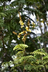 Magnoliopsida
