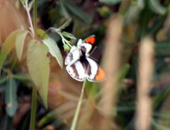 Colotis euippe omphale