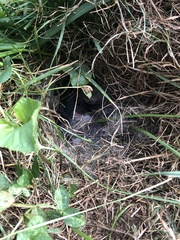 Sylvilagus floridanus