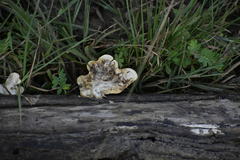 Fungi