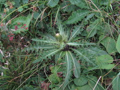 Cirsium rhizocephalum