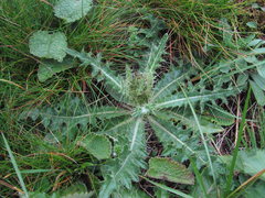Cirsium rhizocephalum