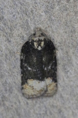 Acleris clarkei