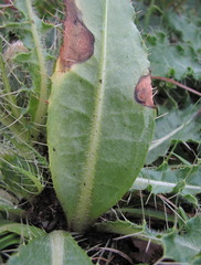 Cirsium rhizocephalum