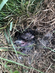 Sylvilagus floridanus