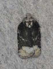 Acleris clarkei