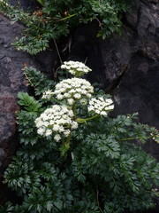 Anisotome lyallii