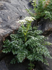 Anisotome lyallii