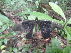 Heraclides rogeri rogeri