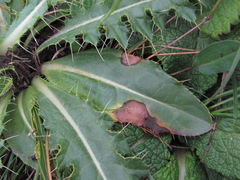 Cirsium rhizocephalum