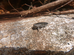 Chrysobothris basalis