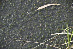 Hydrilla verticillata