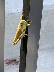 Melanoplus differentialis