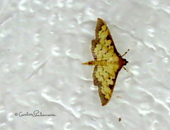 Diacme mopsalis