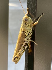 Melanoplus differentialis