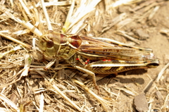 Arcyptera microptera
