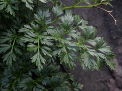 Anisotome lyallii