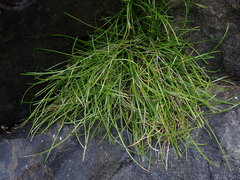 Isolepis praetextata